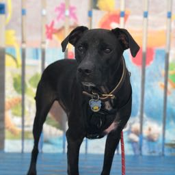 alex.gueron on One Bite Pizza App