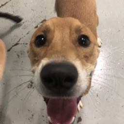 bigplaytrey on One Bite Pizza App