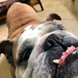 rolney.rodriguez on One Bite Pizza App