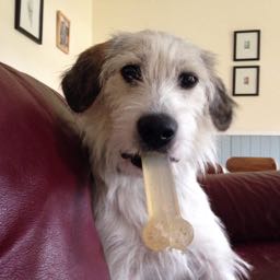 murraythedog on One Bite Pizza App