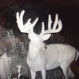 kencalhooner on One Bite Pizza App