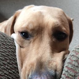 cody.nickerson on One Bite Pizza App