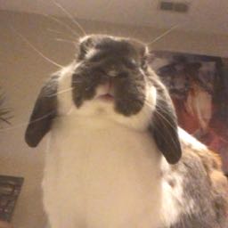 allie.zerbo on One Bite Pizza App