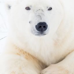 don.laidlaw on One Bite Pizza App