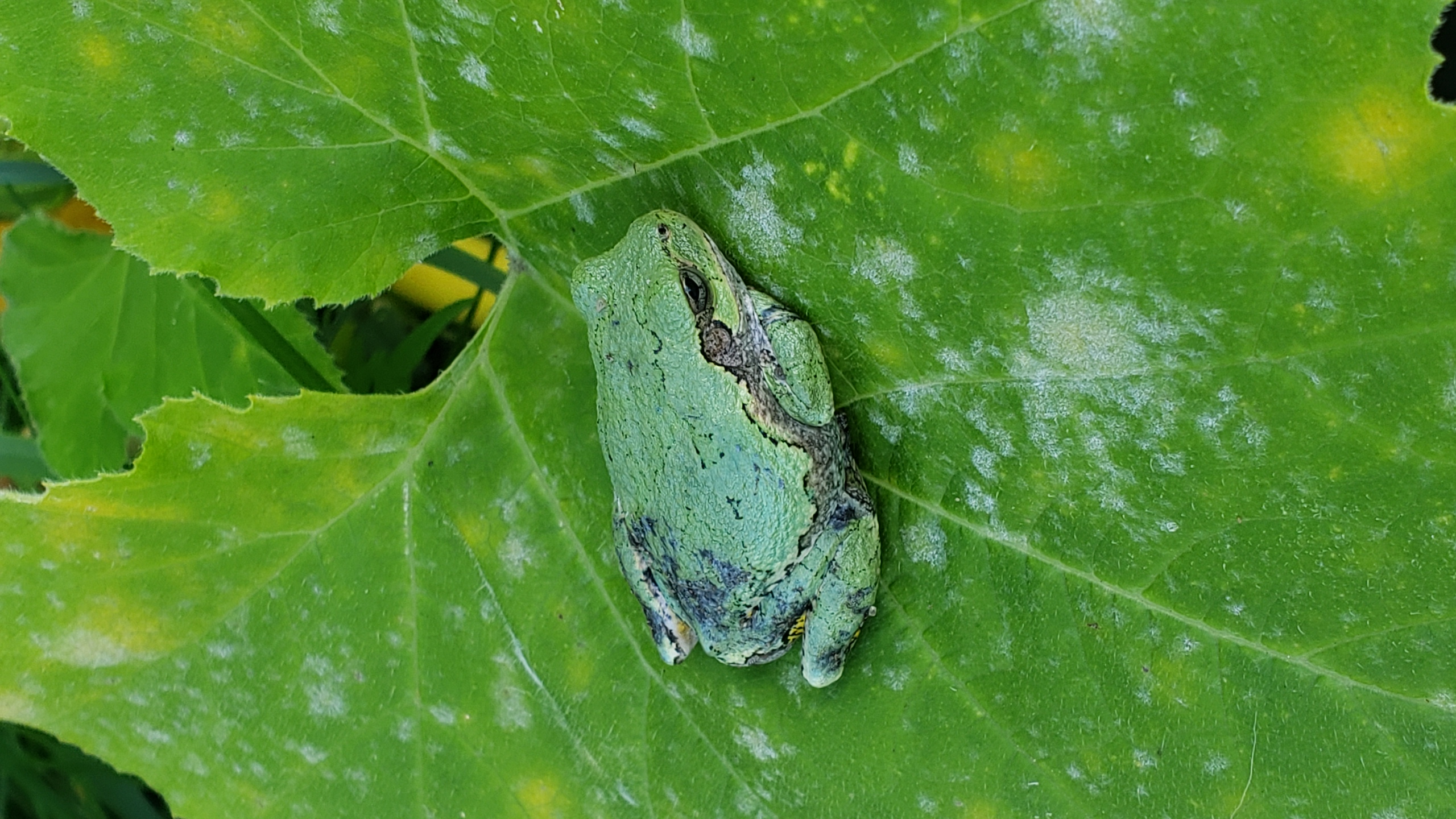 steven.carner on One Bite Pizza App