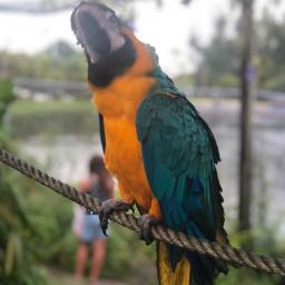 kincknight on One Bite Pizza App