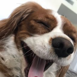 ants.disal on One Bite Pizza App