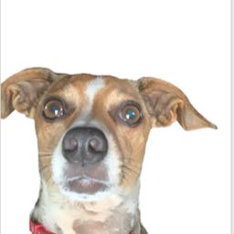 sixman on One Bite Pizza App