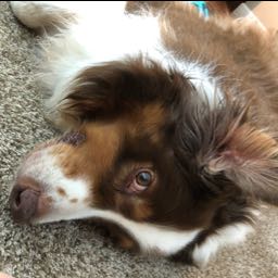 brian.minish on One Bite Pizza App