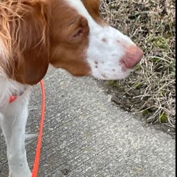 scott.noreault on One Bite Pizza App