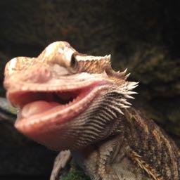 zach.ovacado on One Bite Pizza App