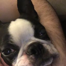 robdeuce on One Bite Pizza App