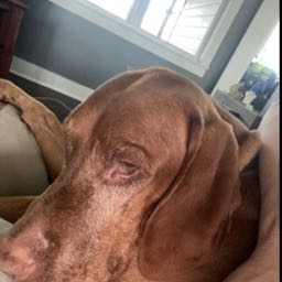 gene.g.dapzaguy on One Bite Pizza App