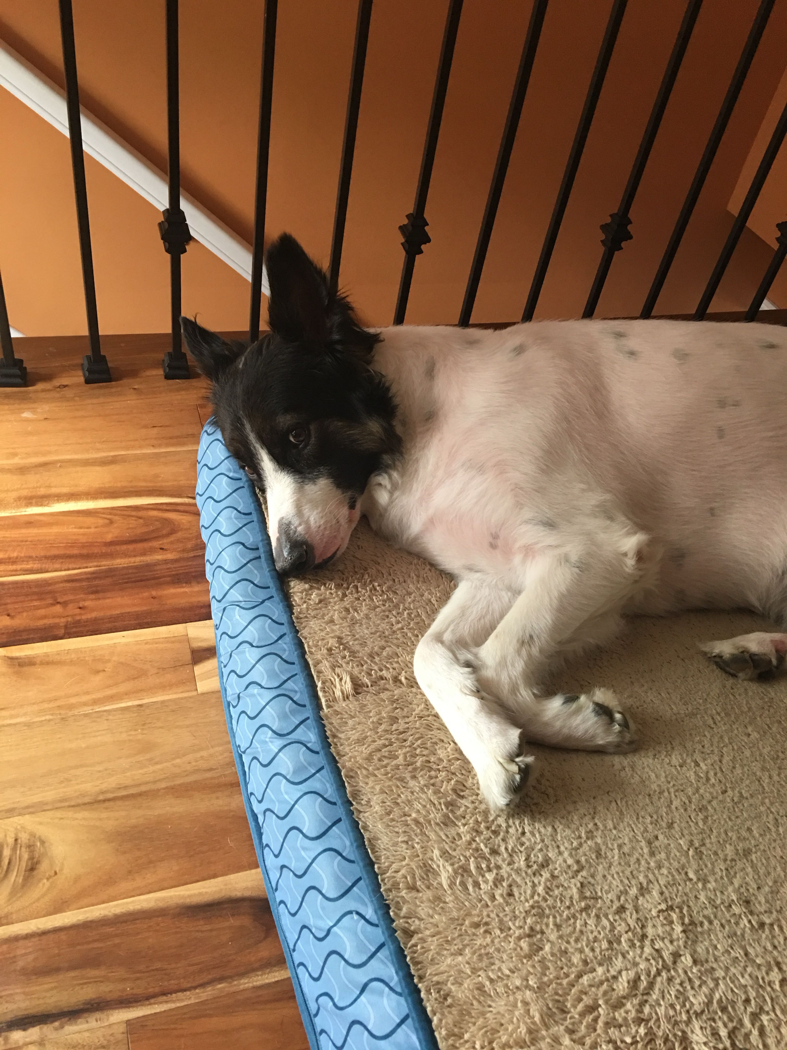 robert.griswold on One Bite Pizza App