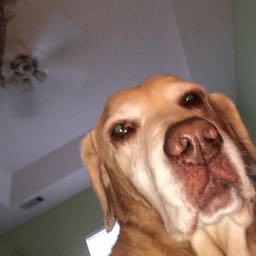 landon.mercer on One Bite Pizza App