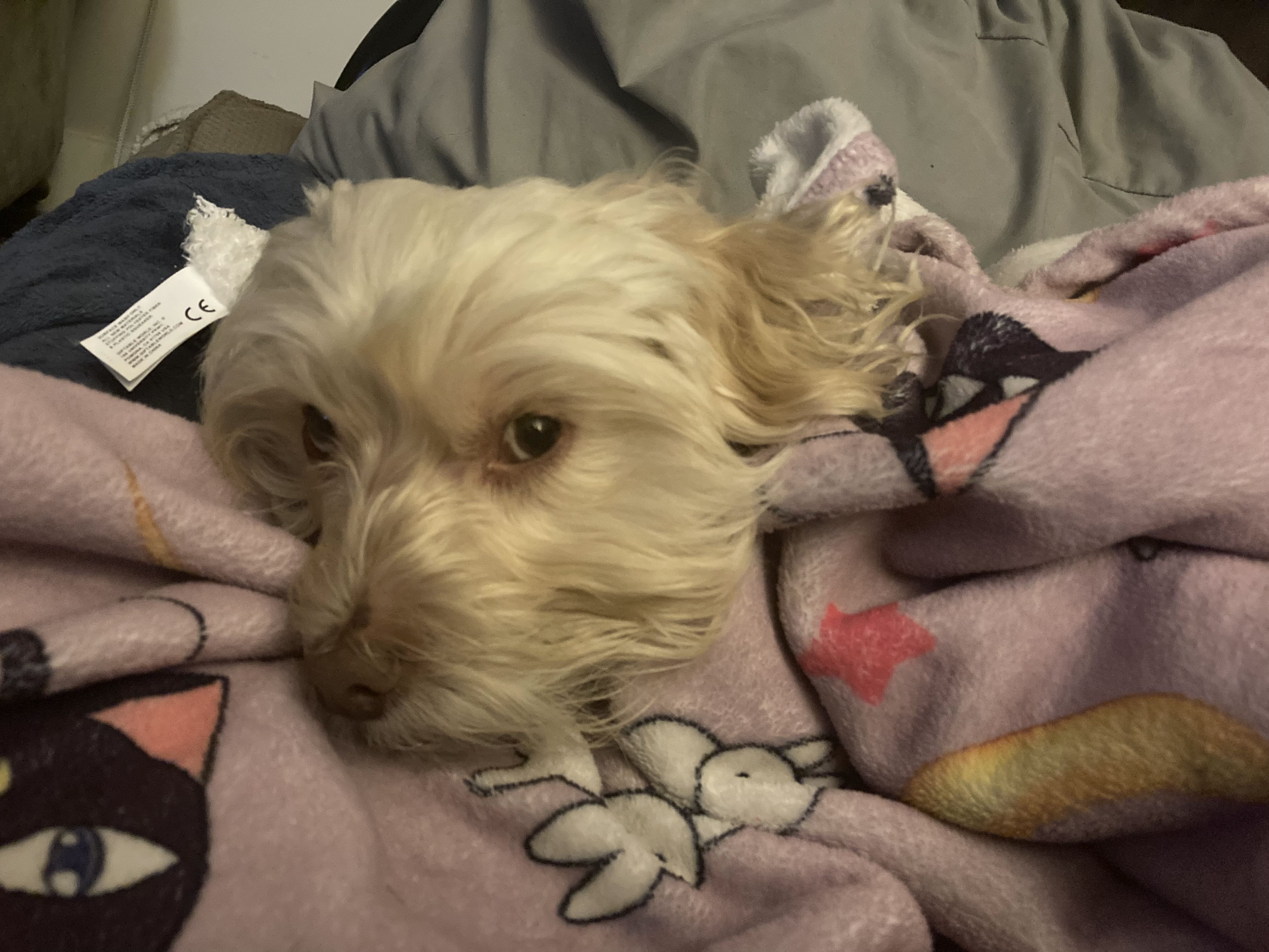 thegodofpez on One Bite Pizza App