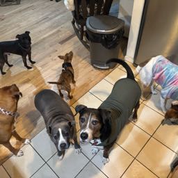 trevor.eyerkuss on One Bite Pizza App