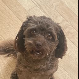 brendan.avery1 on One Bite Pizza App