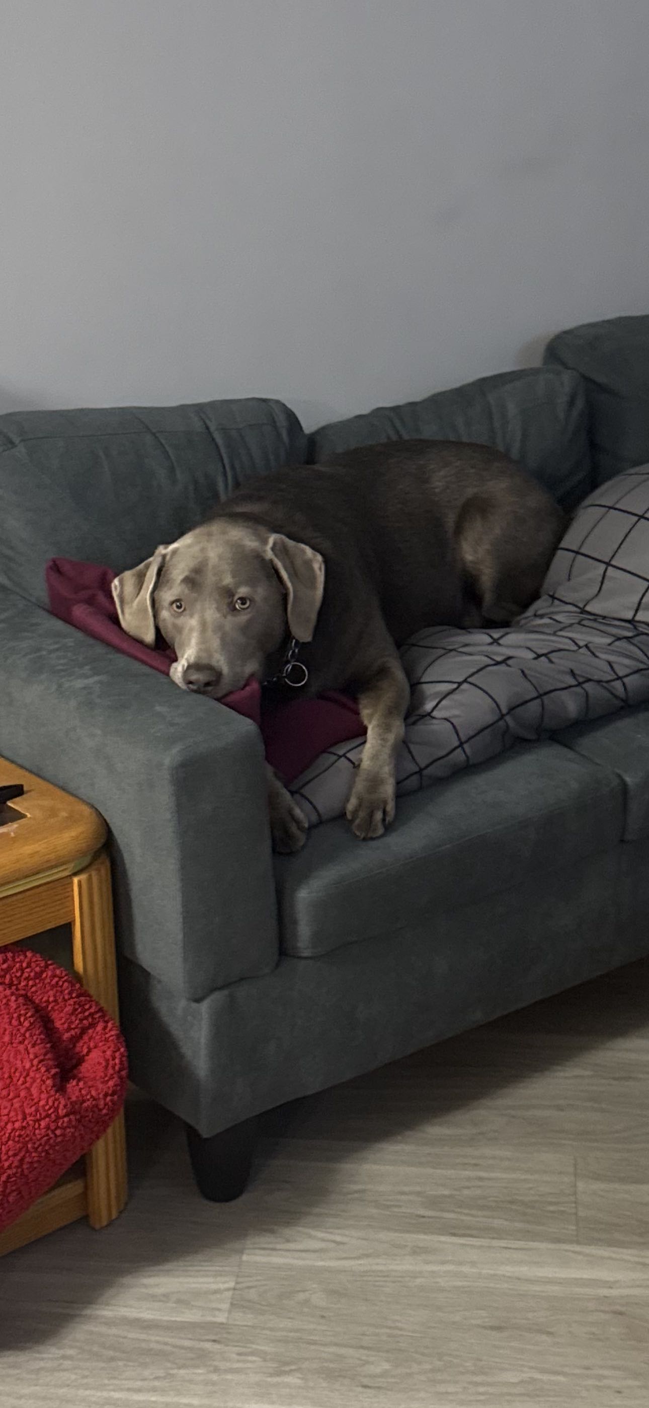 kylepizzaosu on One Bite Pizza App