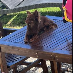 james.hall13 on One Bite Pizza App