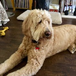 gpott on One Bite Pizza App