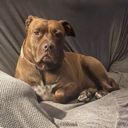 jeffrey.samples on One Bite Pizza App