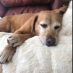 jjenn19 on One Bite Pizza App