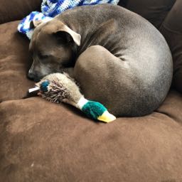 john.moser iii on One Bite Pizza App