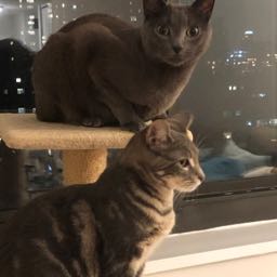 kevin.hartmann on One Bite Pizza App