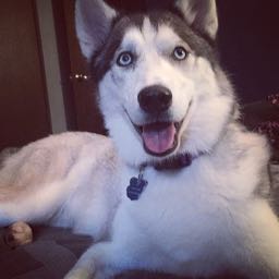 mke-bucksin6 on One Bite Pizza App