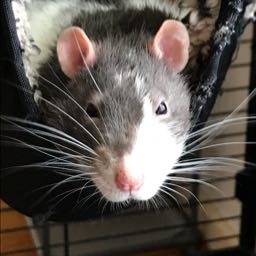 richard.shaffer on One Bite Pizza App