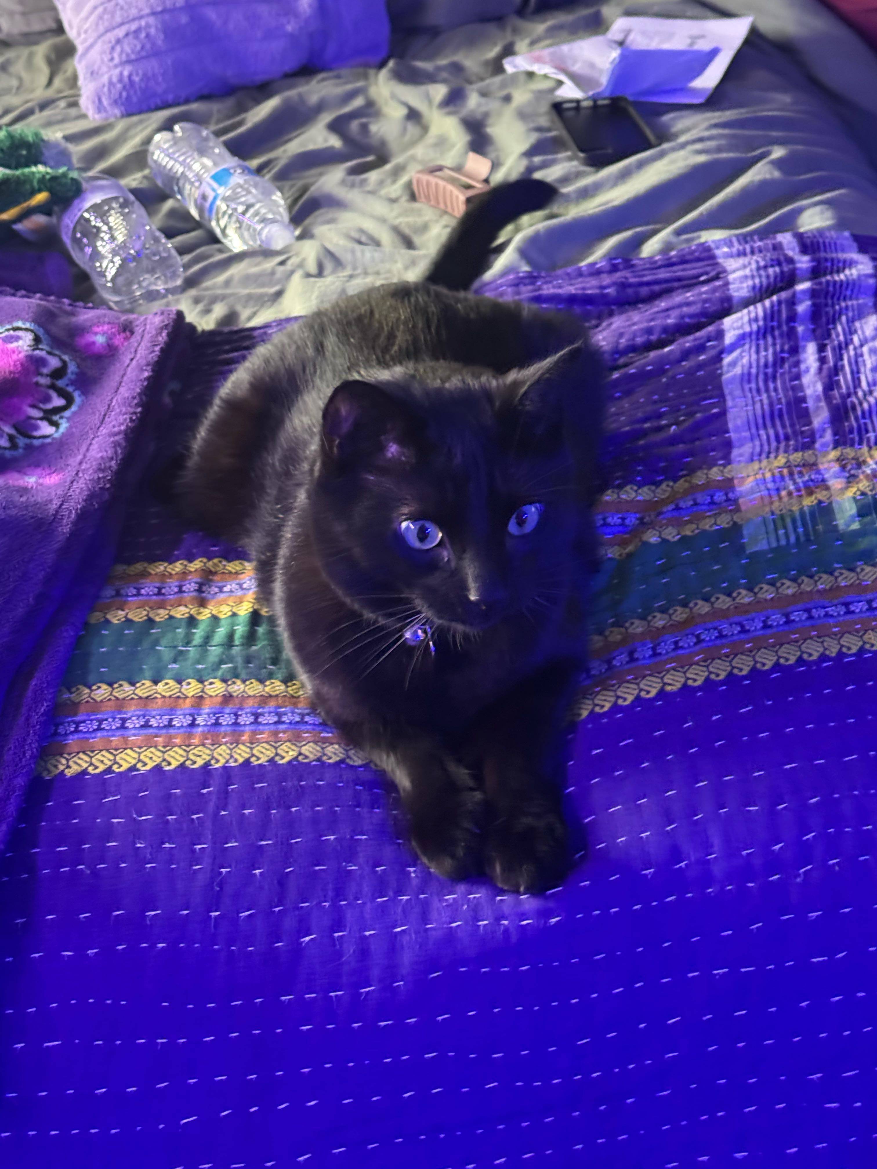 dylan.strella on One Bite Pizza App