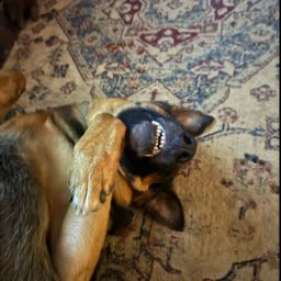 jacoby.caudill on One Bite Pizza App