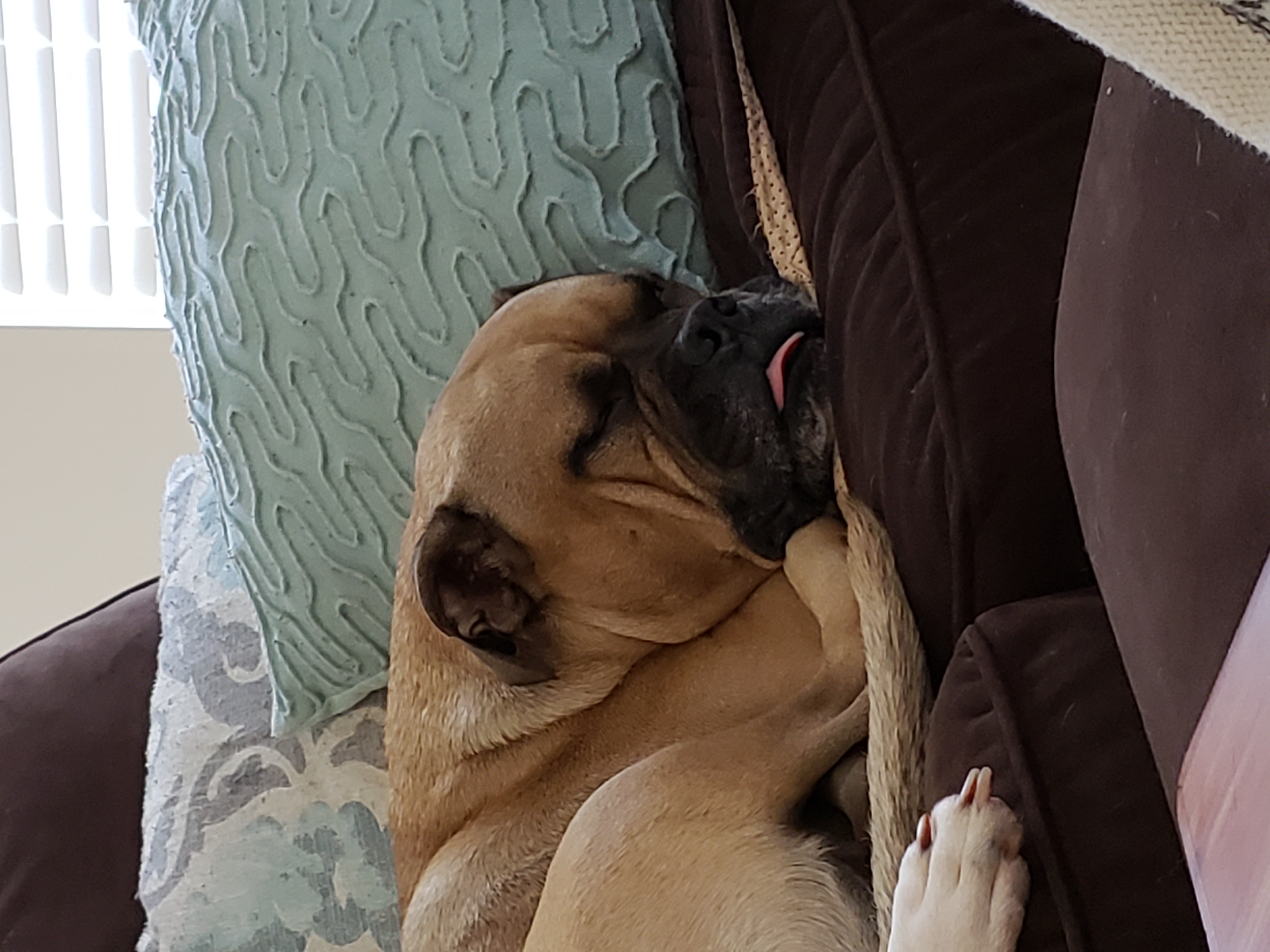 yans2cans on One Bite Pizza App