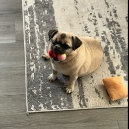 thomas.orme on One Bite Pizza App