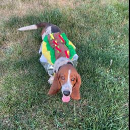 elijahschetrom on One Bite Pizza App