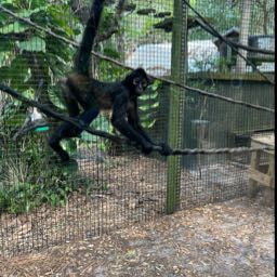 zquattro on One Bite Pizza App