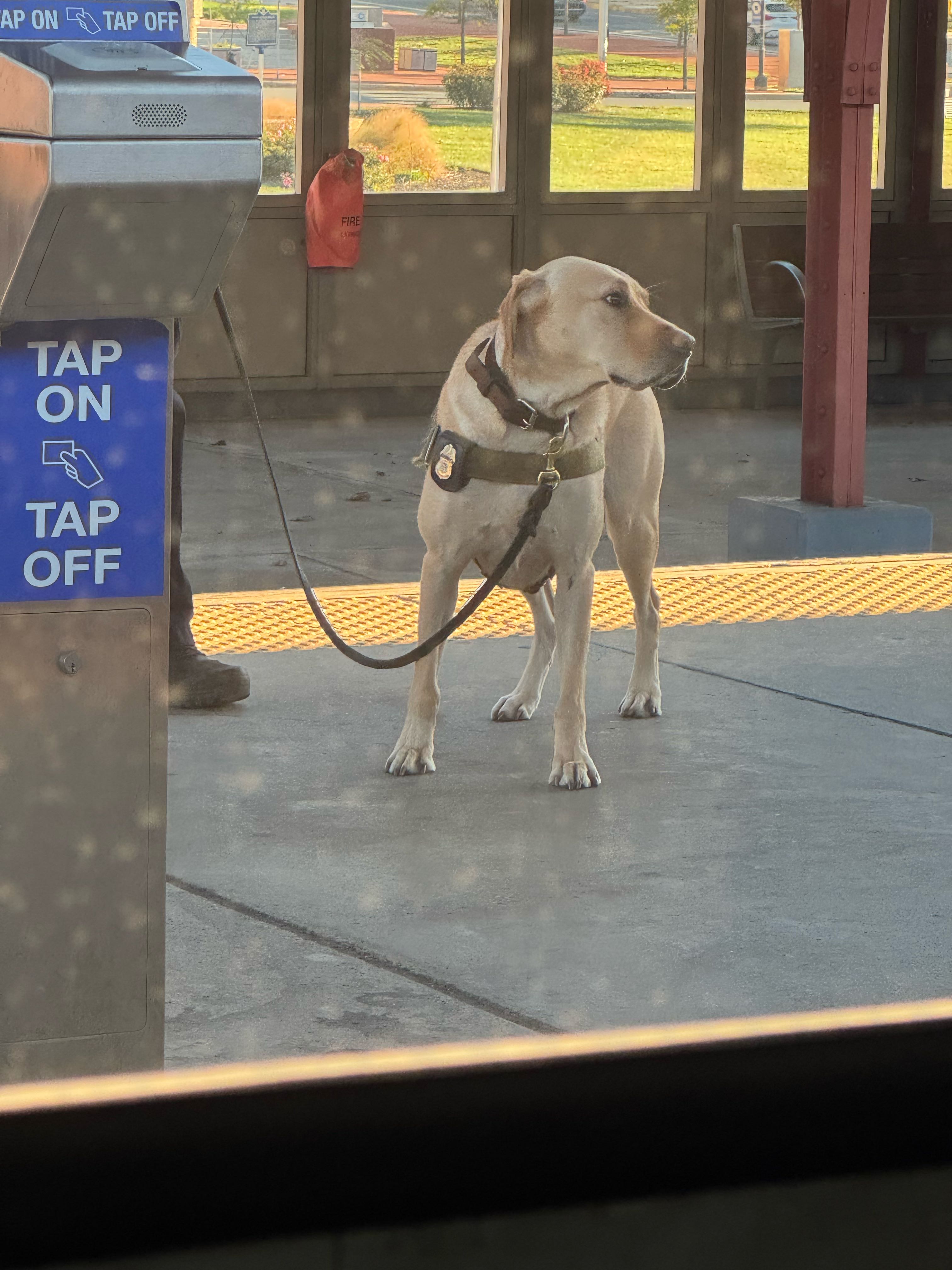 sgt.sniffer on One Bite Pizza App