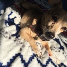 randy.santiago on One Bite Pizza App