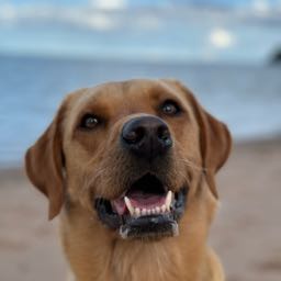 rob.sessions2 on One Bite Pizza App