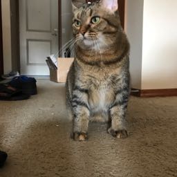 elliot.ryan on One Bite Pizza App