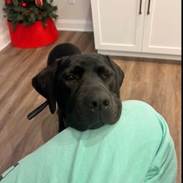 evan.v1 on One Bite Pizza App