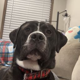 garrett.bryant on One Bite Pizza App