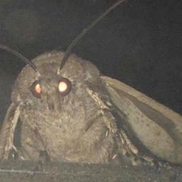 owen.heller on One Bite Pizza App