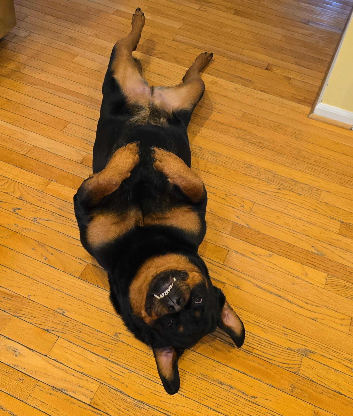 amy.haus on One Bite Pizza App