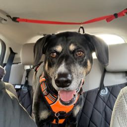 robert.parkes on One Bite Pizza App