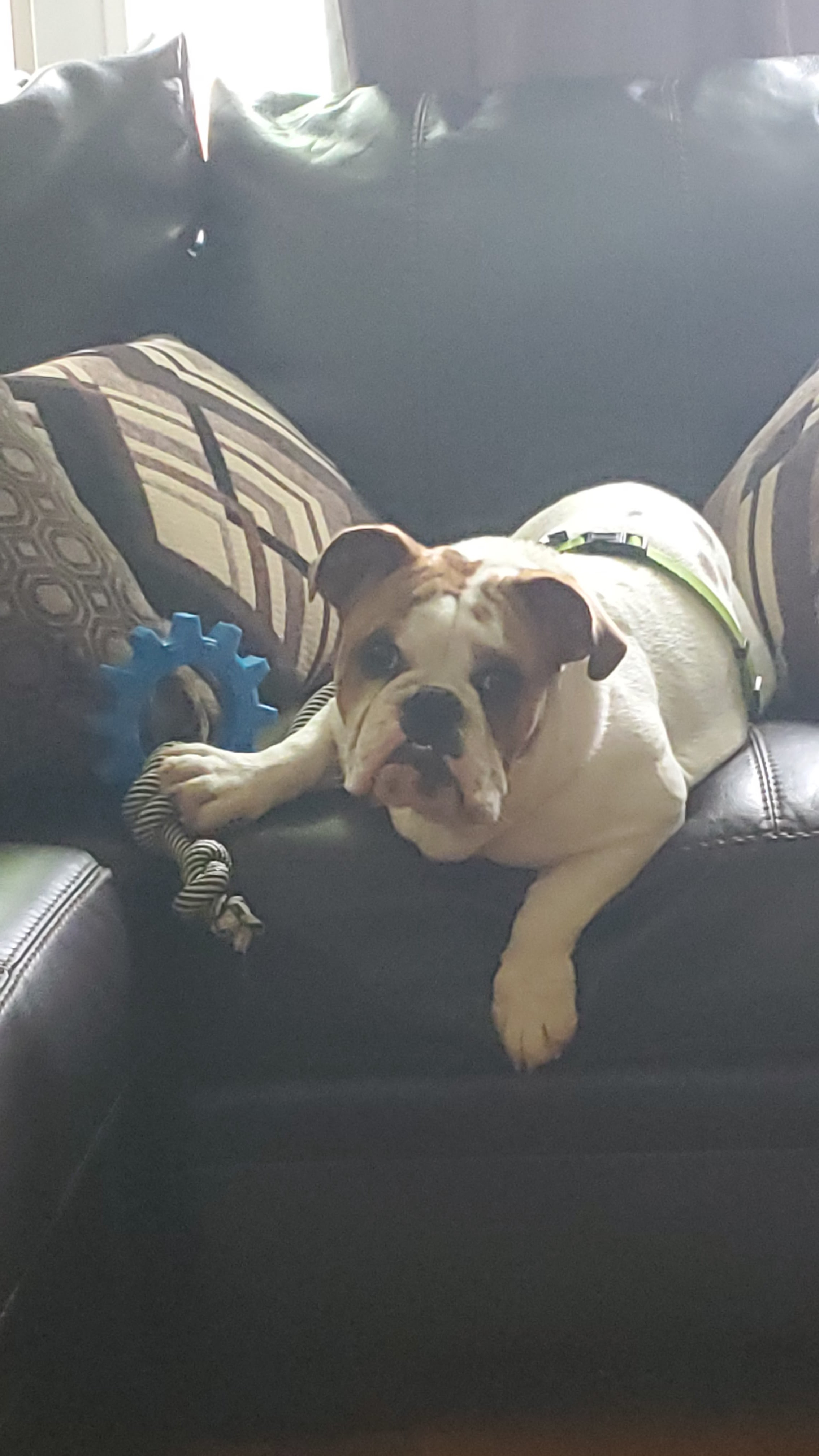 everybodyknowstherules7 on One Bite Pizza App