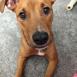 brandon.piwko on One Bite Pizza App