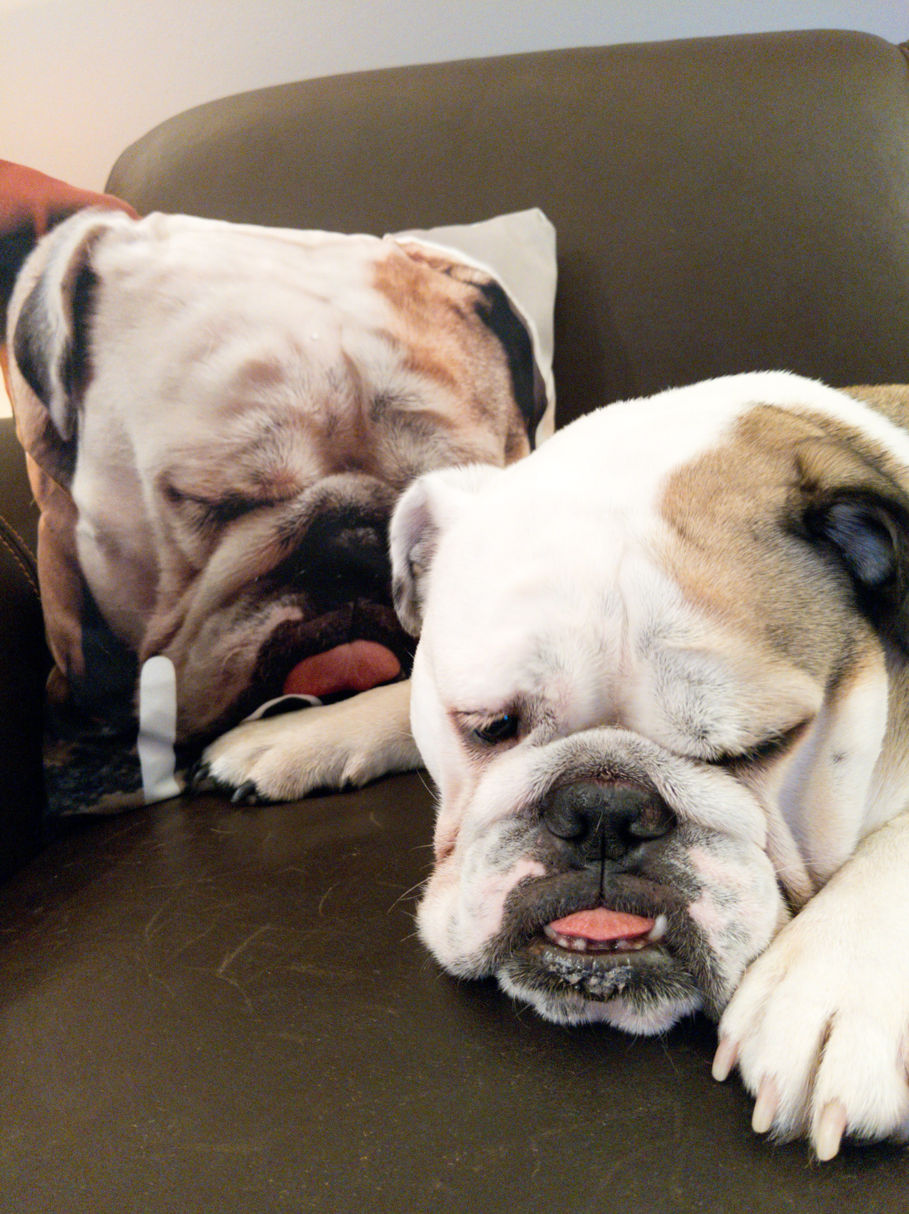 jim.cole on One Bite Pizza App