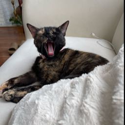 mike.murdoc on One Bite Pizza App